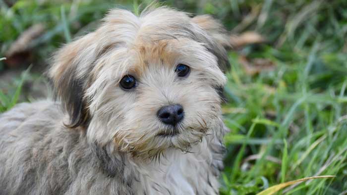 43 Best Small Dog Breeds, Including Hypoallergenic Pups